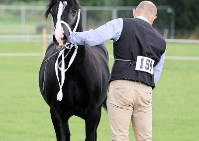 Usk Show Horses 2021