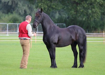 Usk Show Horses 2021