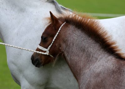 Usk Show Horses 2021