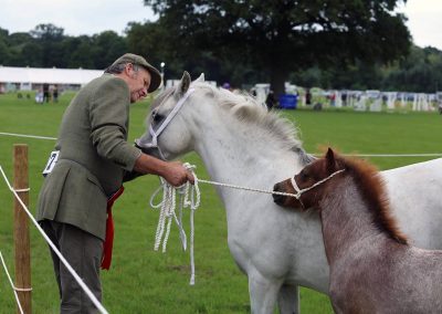 Usk Show Horses 2021