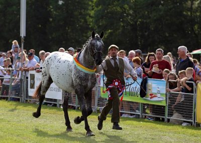 Usk Show Horses 2021
