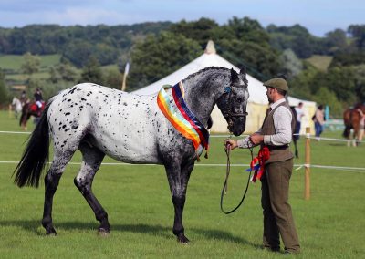 Usk Show Horses 2021