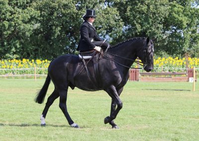 Usk Show Horses 2021