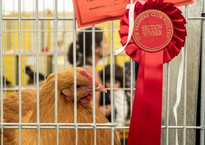 Usk Show Poultry 2021