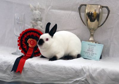 Usk Show Rabbits 2021