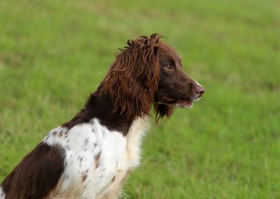 Usk Show Dogs 2026