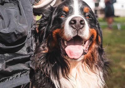 Usk Show Dogs 2026