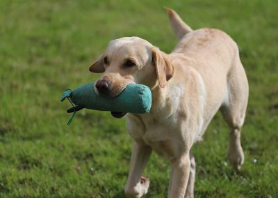Usk Show Dogs 2026