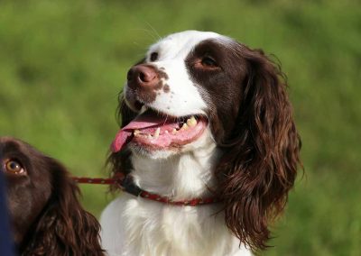 Usk Show Dogs 2026