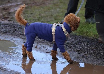 Usk Show Dogs 2026