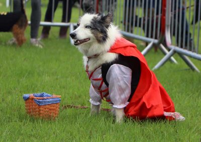 Usk Show Dogs 2026