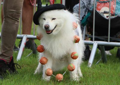 Usk Show Dogs 2026