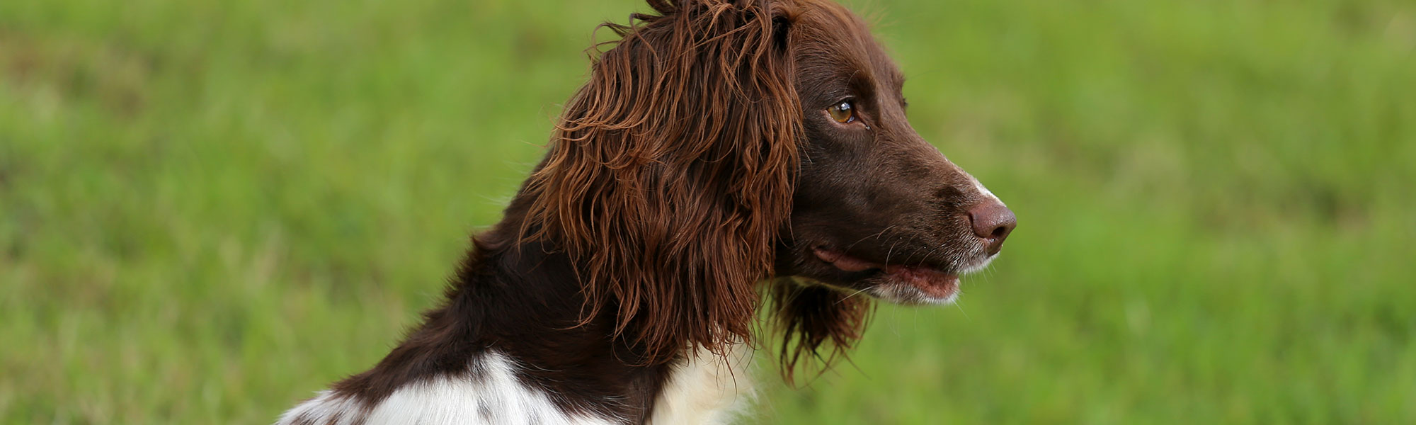 Usk Show Dogs Header